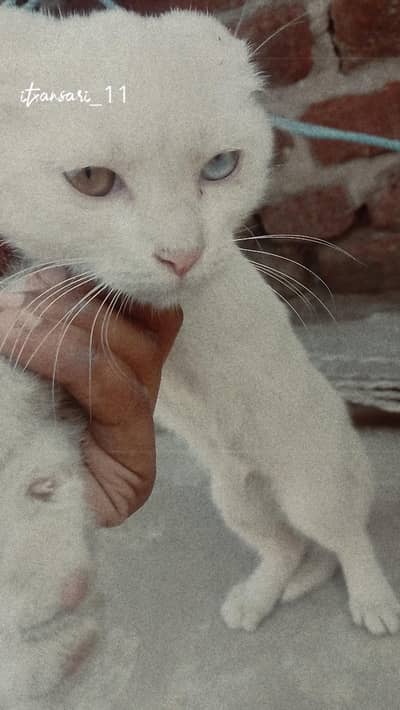 Persian 2 coat double eyes eyes color different