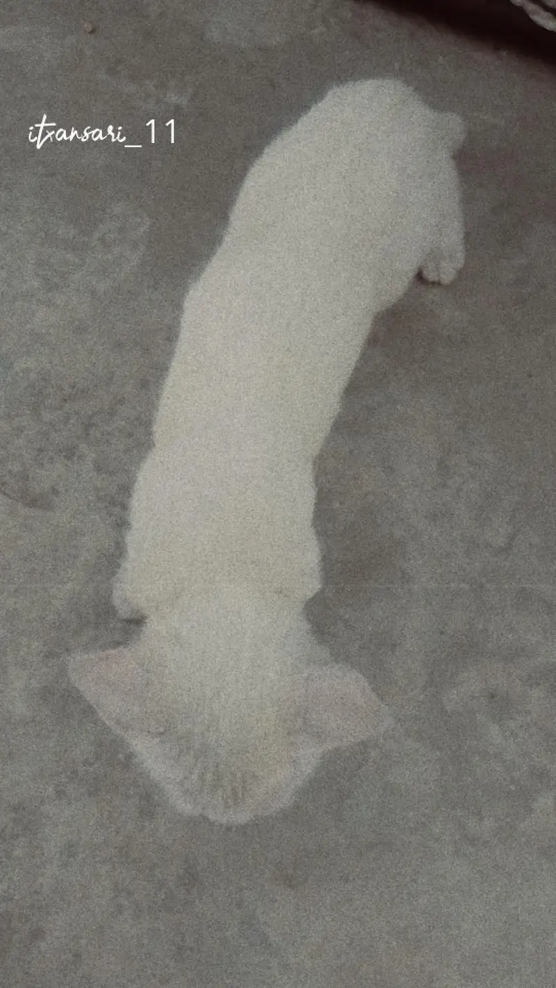 Persian 2 coat double eyes eyes color different — photo 2