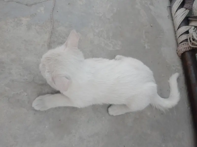 Persian 2 coat double eyes eyes color different — photo 3