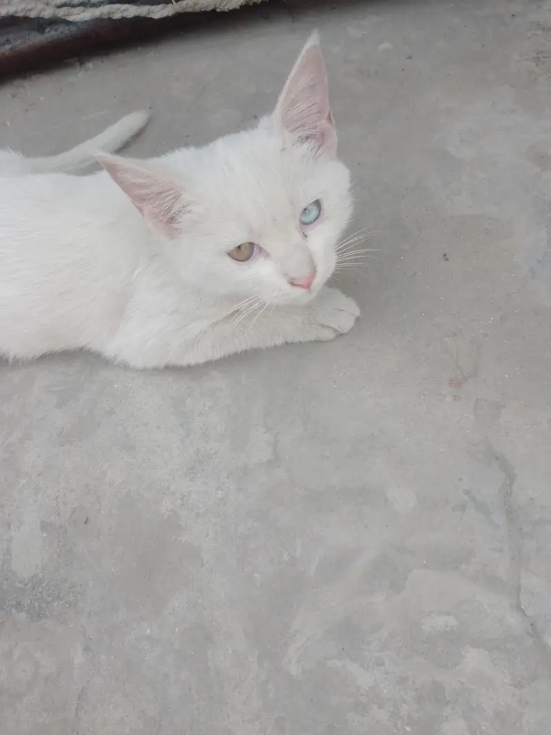 Persian 2 coat double eyes eyes color different — photo 4
