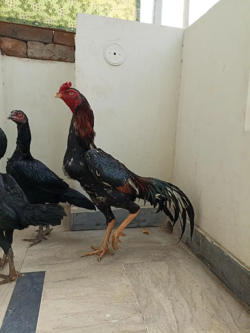Pure Japanese Chu shamoo Male, 2 Lasani Males, Shamoo and Thai madiyan — photo 4