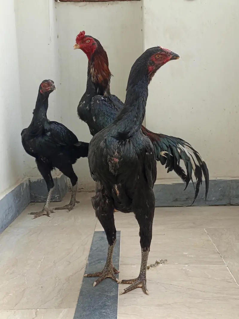 Pure Japanese Chu shamoo Male, 2 Lasani Males, Shamoo and Thai madiyan — photo 6