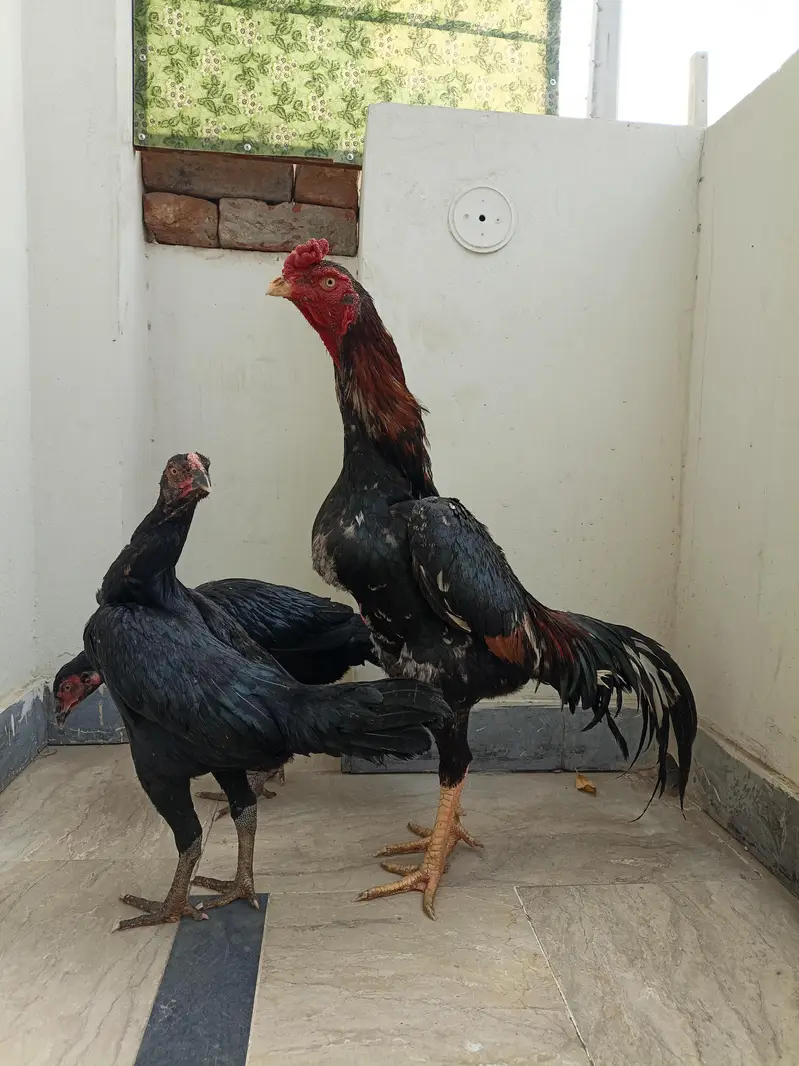Pure Japanese Chu shamoo Male, 2 Lasani Males, Shamoo and Thai madiyan — photo 8