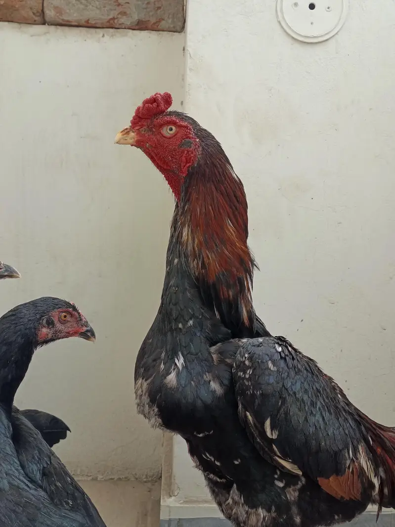 Pure Japanese Chu shamoo Male, 2 Lasani Males, Shamoo and Thai madiyan — photo 9