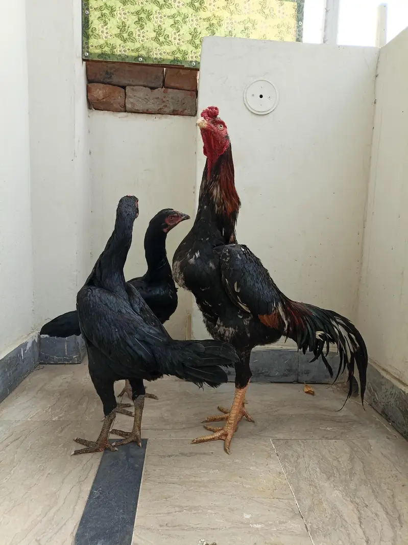 Pure Japanese Chu shamoo Male, 2 Lasani Males, Shamoo and Thai madiyan — photo 11