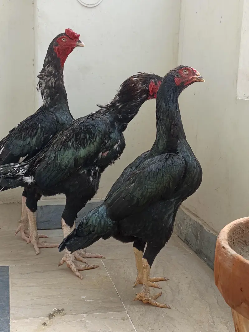 Pure Japanese Chu shamoo Male, 2 Lasani Males, Shamoo and Thai madiyan — photo 12