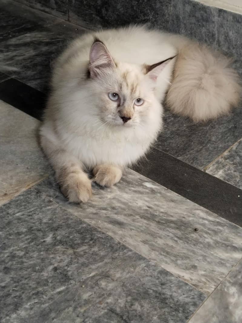 Persian cat 0