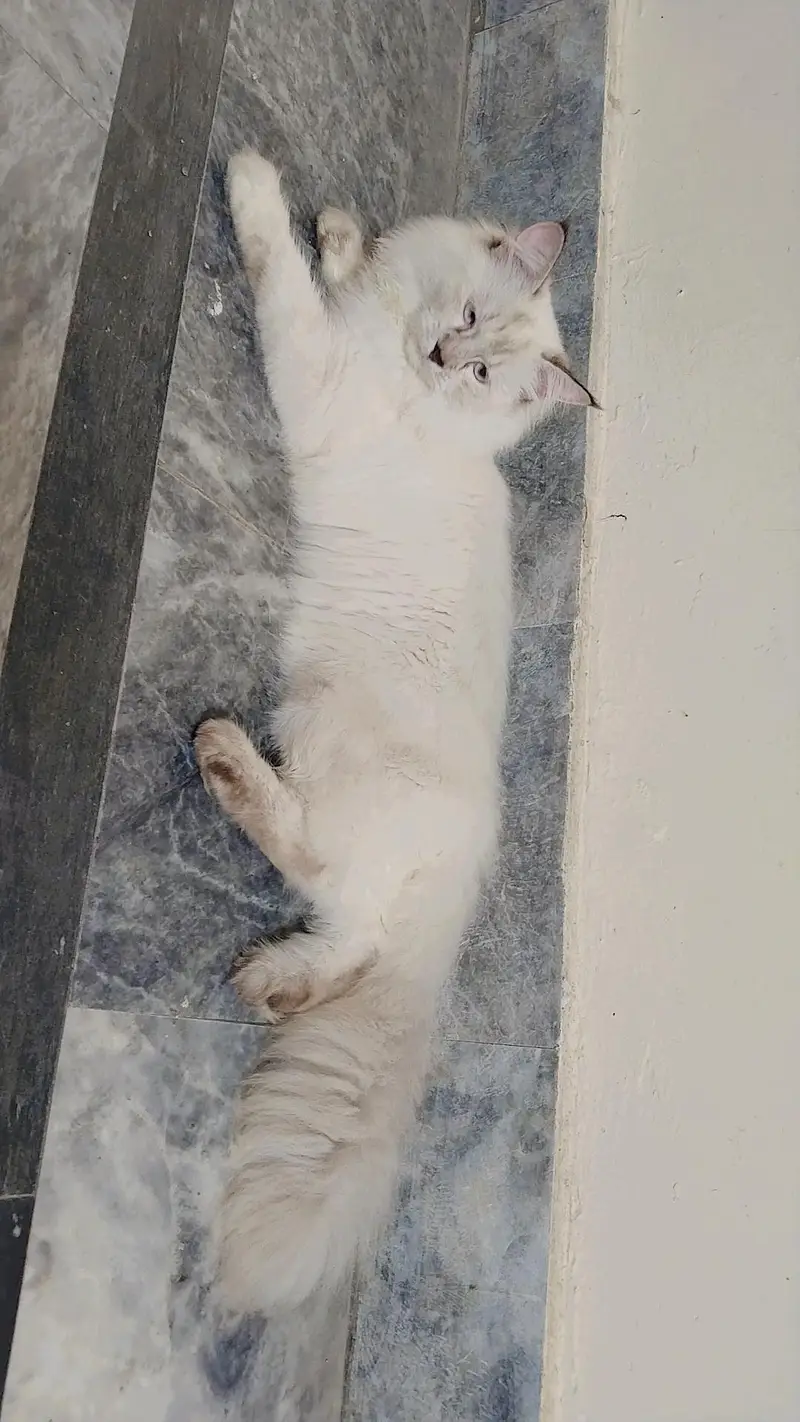 Persian cat — photo 2
