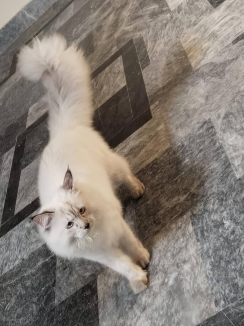 Persian cat 2