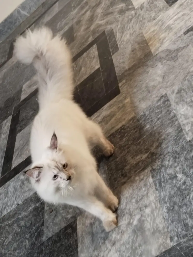 Persian cat — photo 3