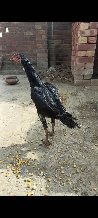 Thai Aseel Hen.