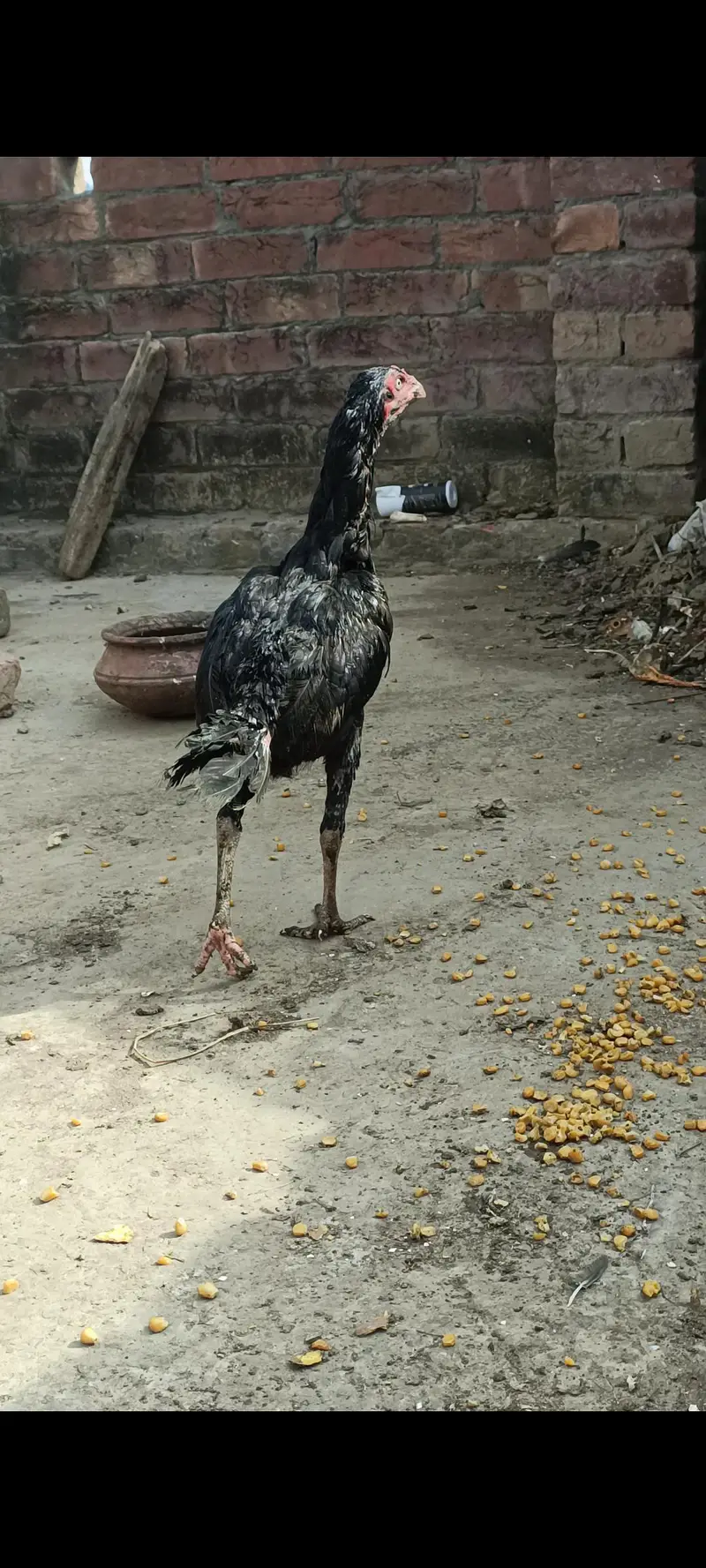 Thai Aseel Hen. — photo 3