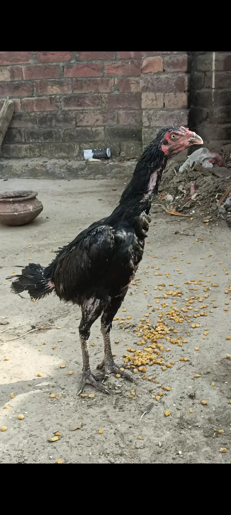 Thai Aseel Hen. — photo 4