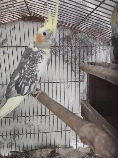 breeder female