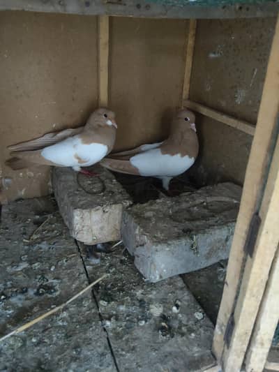 zard Khal guldar kalyara breeder pair
