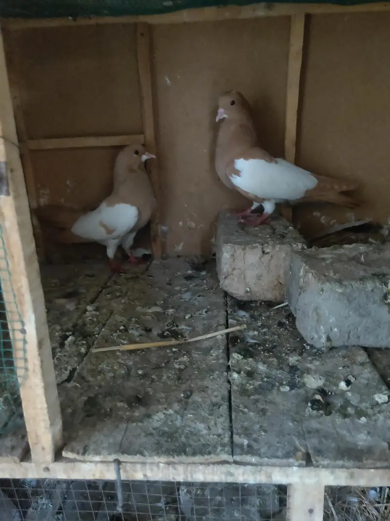 zard Khal guldar kalyara breeder pair — photo 2