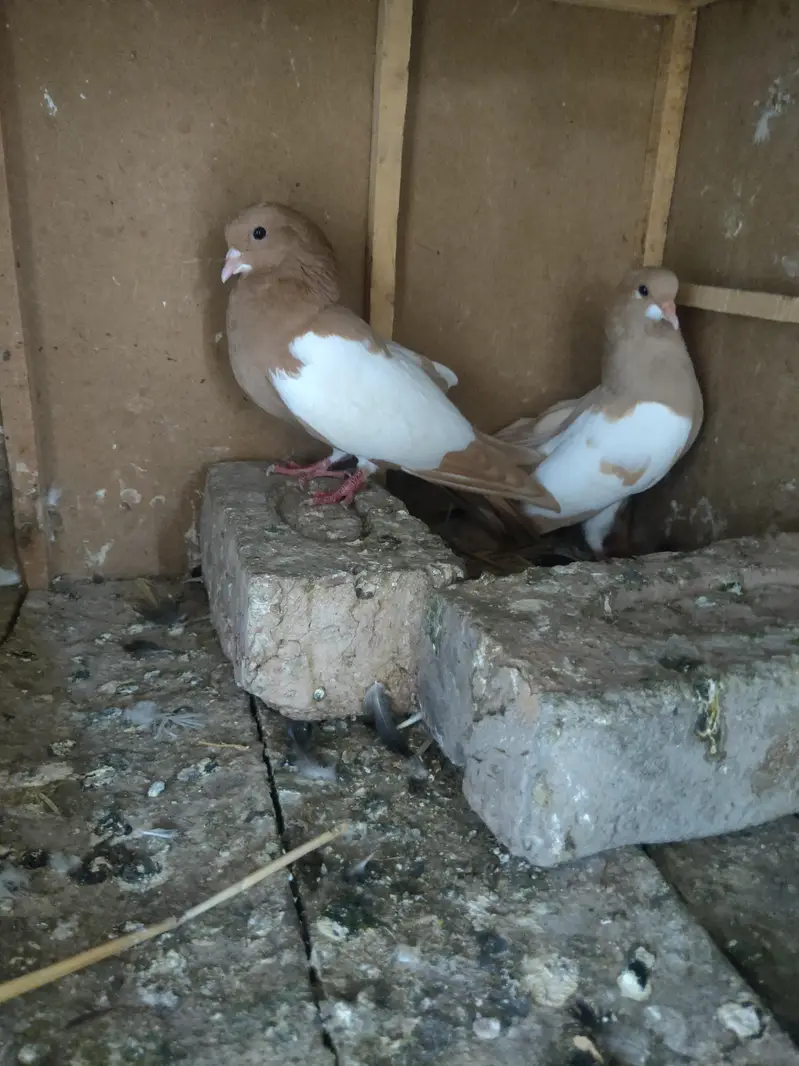 zard Khal guldar kalyara breeder pair — photo 4