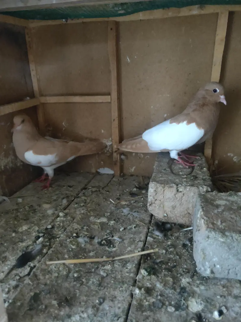 zard Khal guldar kalyara breeder pair — photo 5