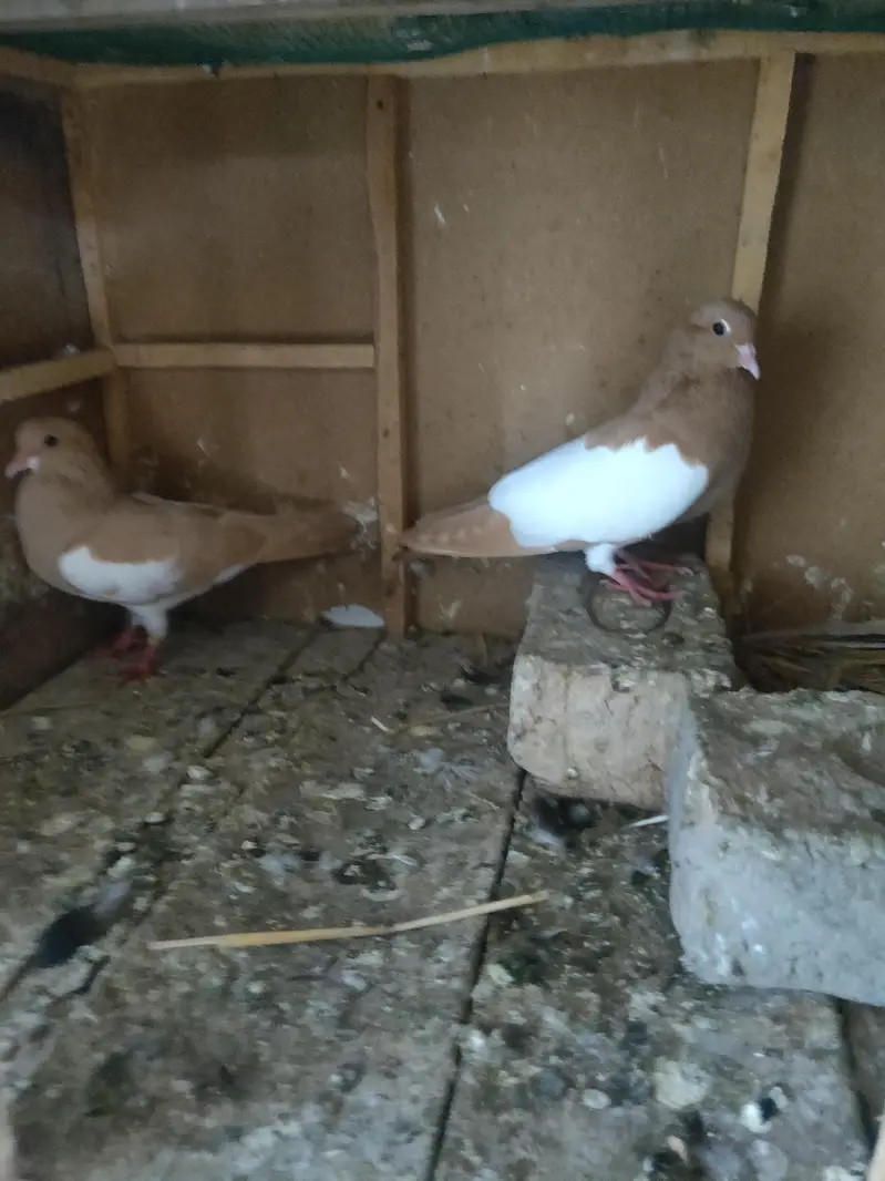 zard Khal guldar kalyara breeder pair — photo 6