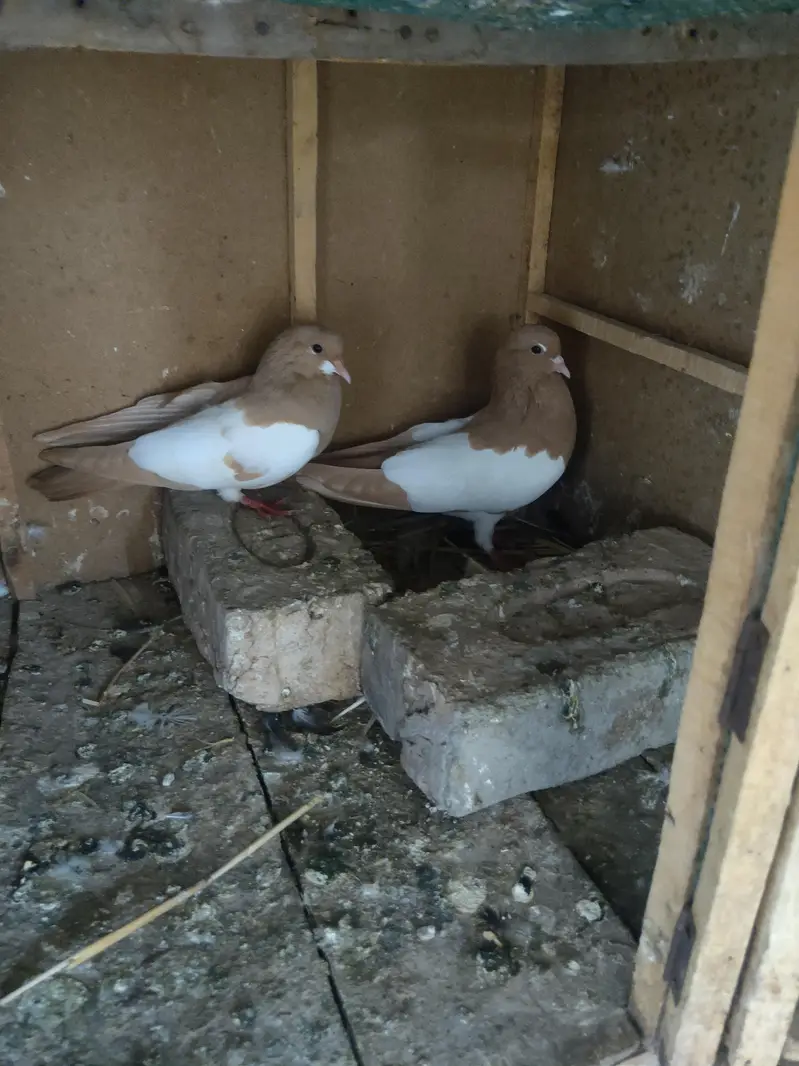 zard Khal guldar kalyara breeder pair — photo 7