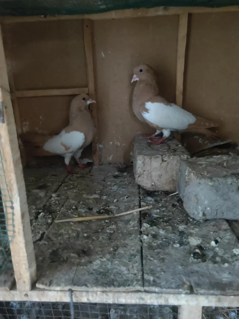 zard Khal guldar kalyara breeder pair — photo 8