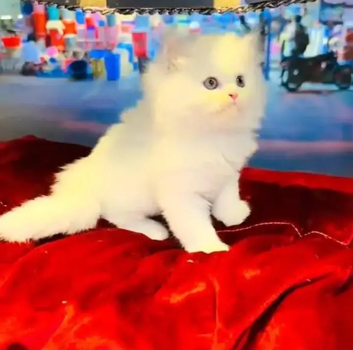 (Persian female kitten) (for sale all) (Pakistan delivery available) — photo 3