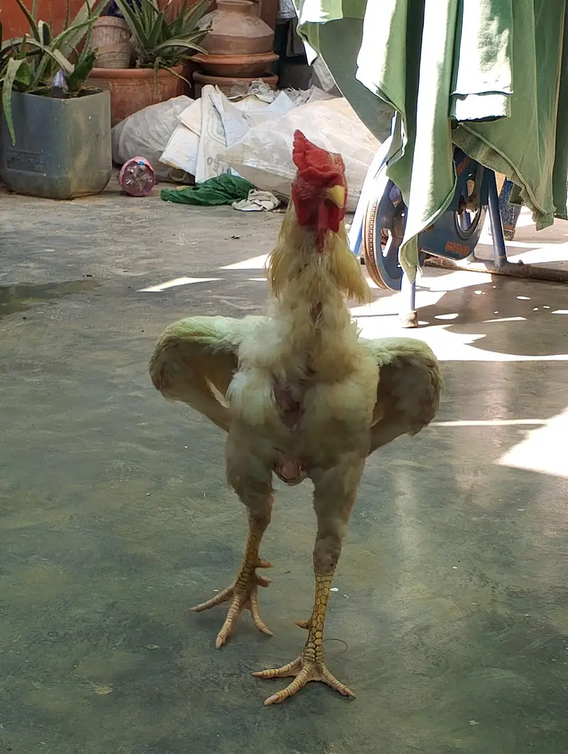 Aseel King size long height Patha heera — photo 3