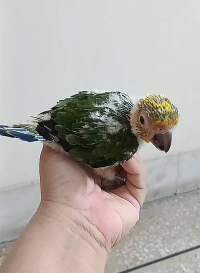 Sun conure chick