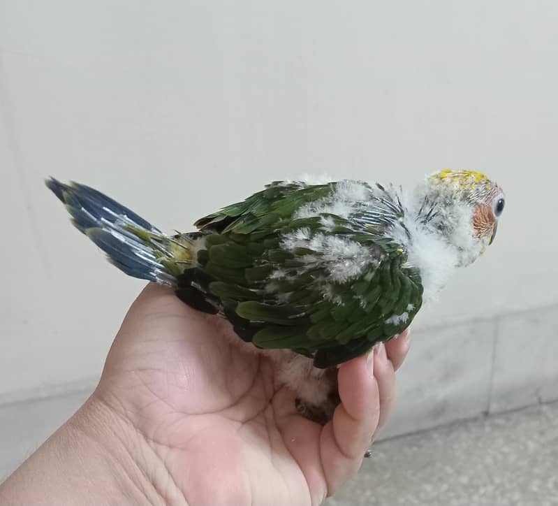 Sun conure chick 1