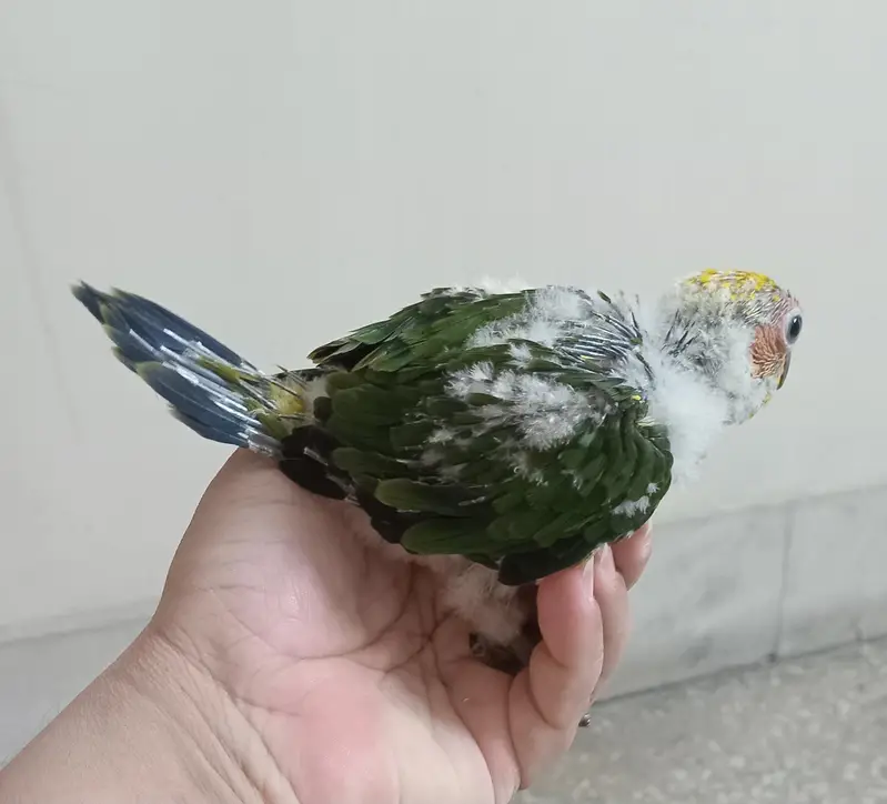 Sun conure chick — photo 2