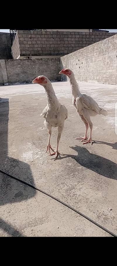Heera Aseel White Bloodline Pair.