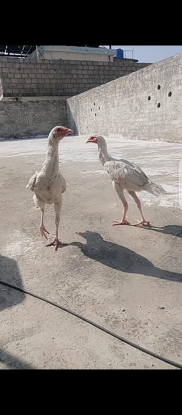 Heera Aseel White Bloodline Pair. — photo 2