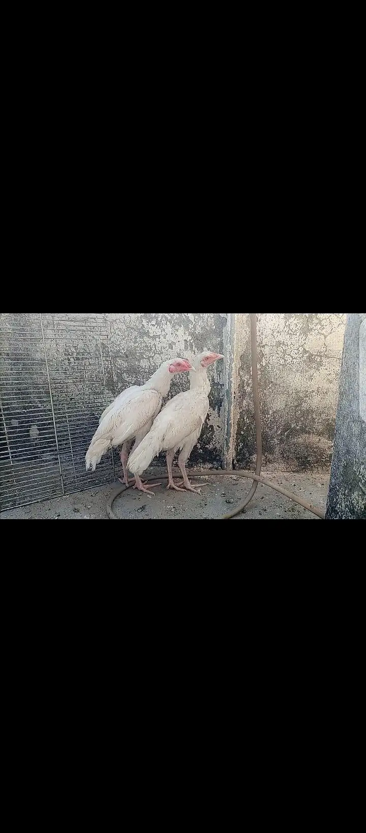 Heera Aseel White Bloodline Pair. — photo 3