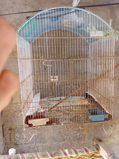 budgies + lutino = breader pairs