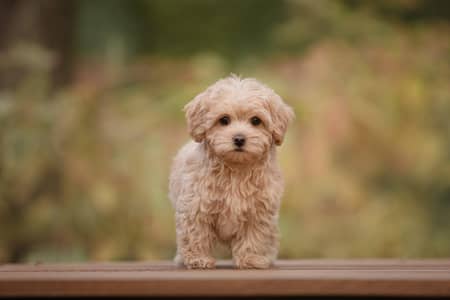 Maltipoo Poodle Puppies for Sale - Toy Breed Small Size Dog