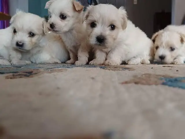 Maltipoo Poodle Puppies for Sale - Toy Breed Small Size Dog — photo 3