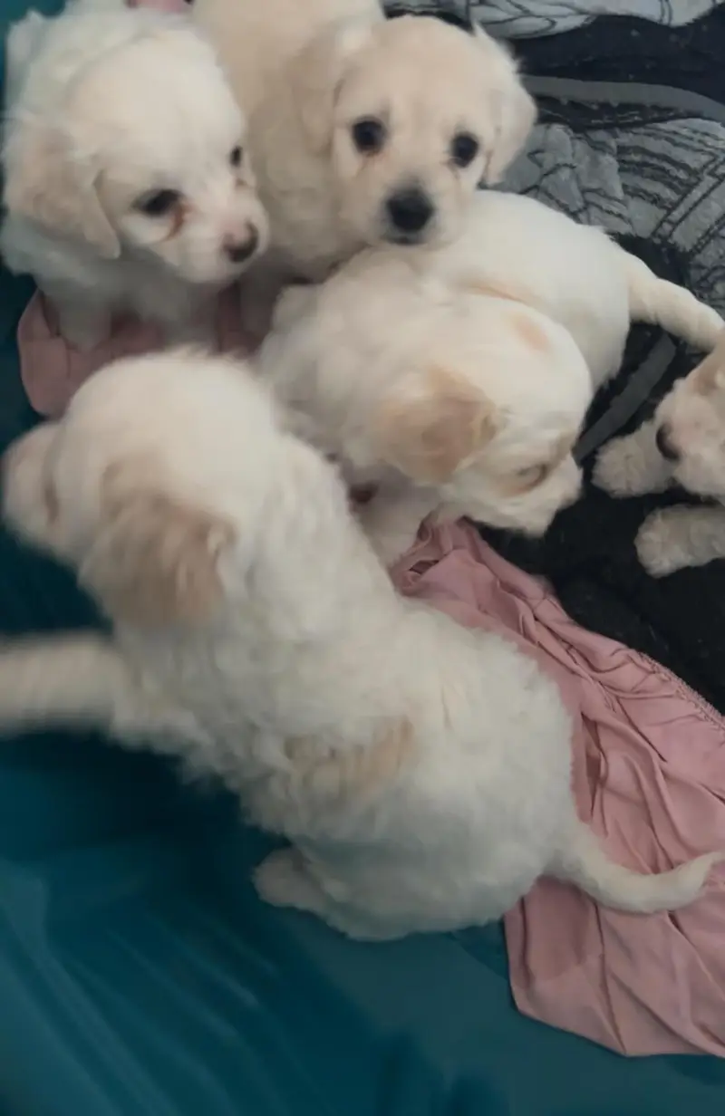 Maltipoo Poodle Puppies for Sale - Toy Breed Small Size Dog — photo 4