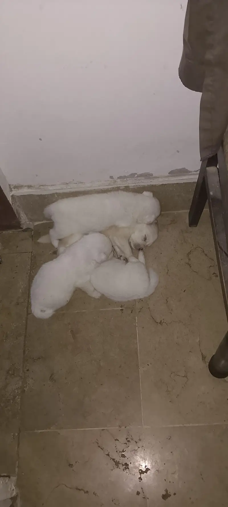 Maltipoo Poodle Puppies for Sale - Toy Breed Small Size Dog — photo 5