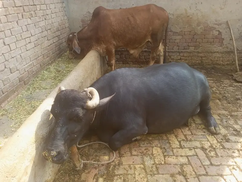 تیار جانور ھے — photo 2