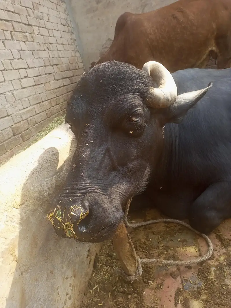 تیار جانور ھے — photo 3