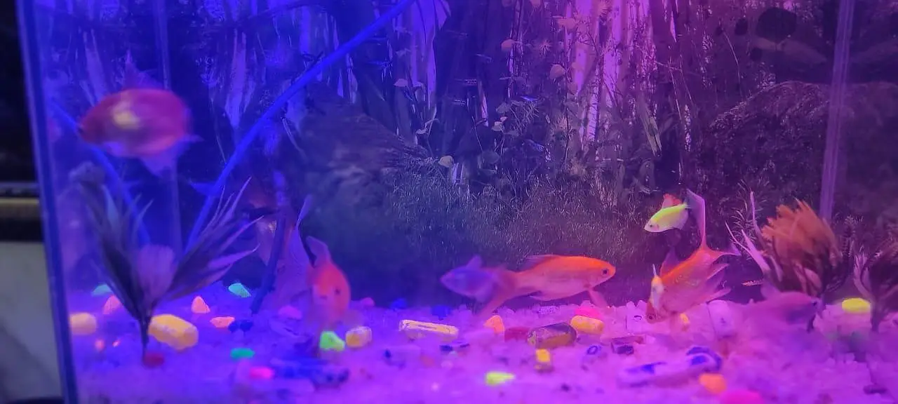 Fish Aquarium Setup for Sale — photo 2