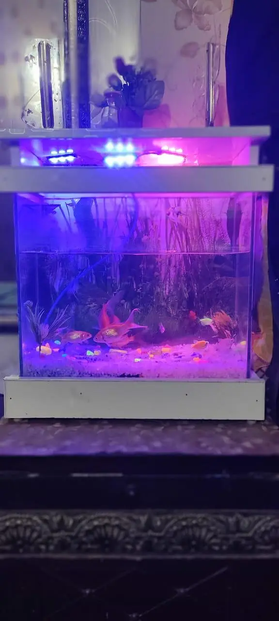 Fish Aquarium Setup for Sale — photo 3