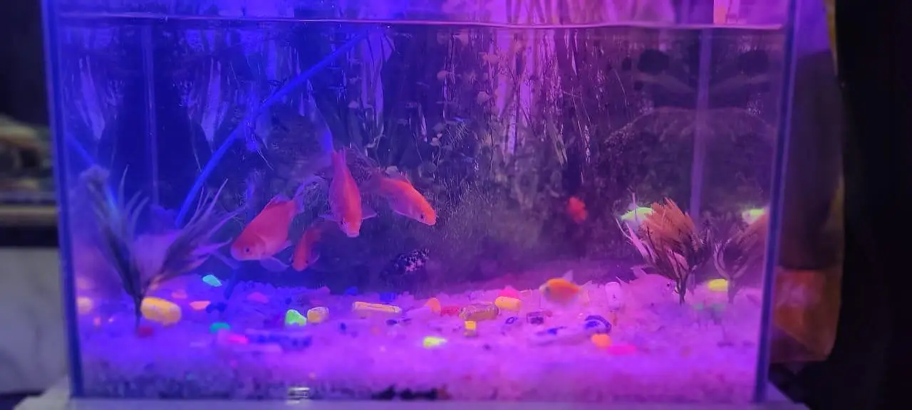 Fish Aquarium Setup for Sale — photo 4