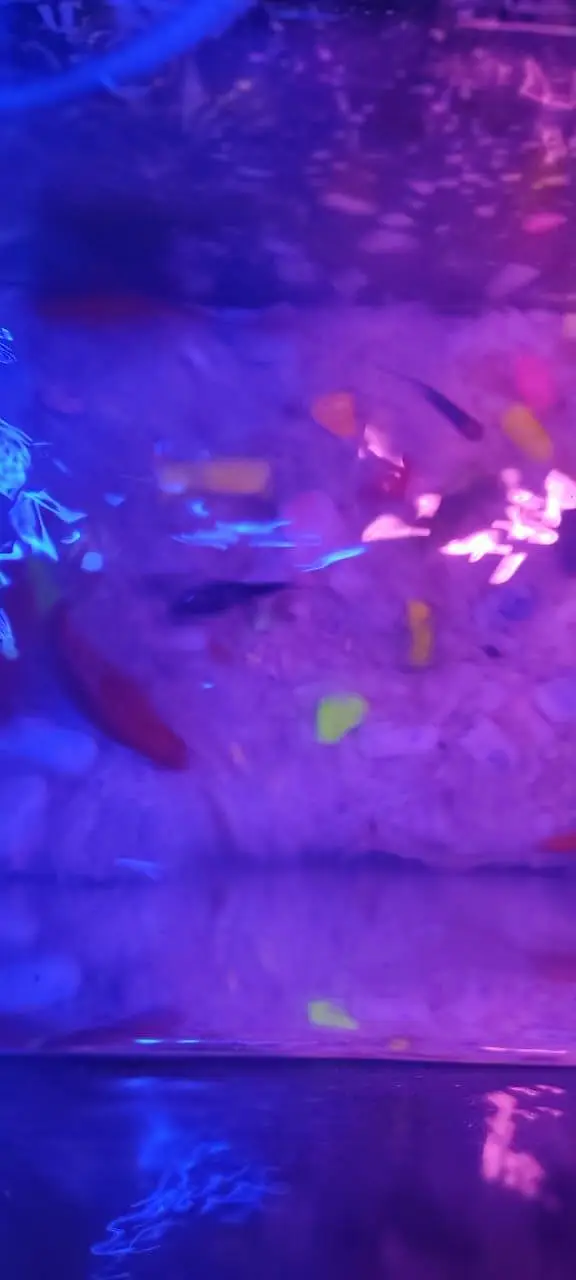 Fish Aquarium Setup for Sale — photo 5
