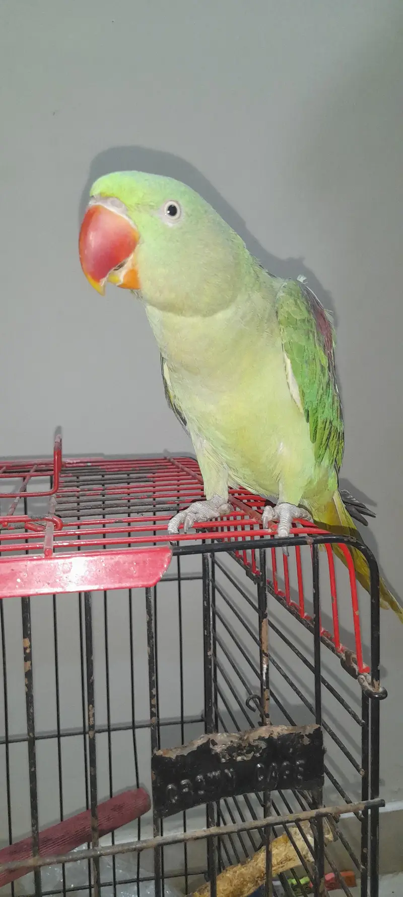 Raw semi tamed female — photo 3