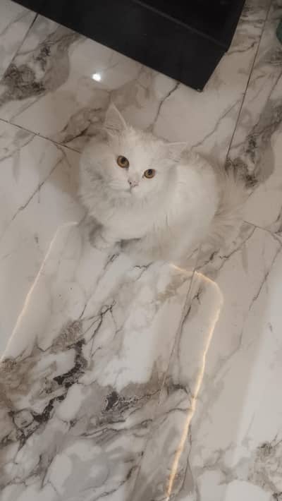 Male cat