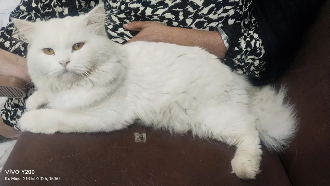 Male cat — photo 2