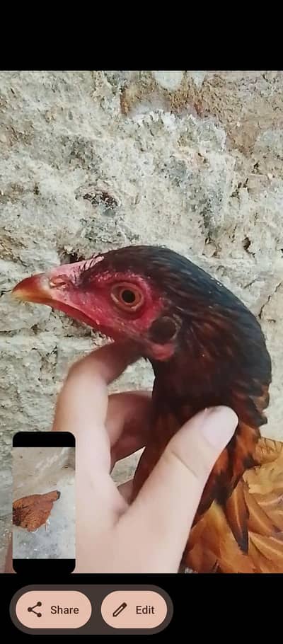 out class ASEEL pair for sale