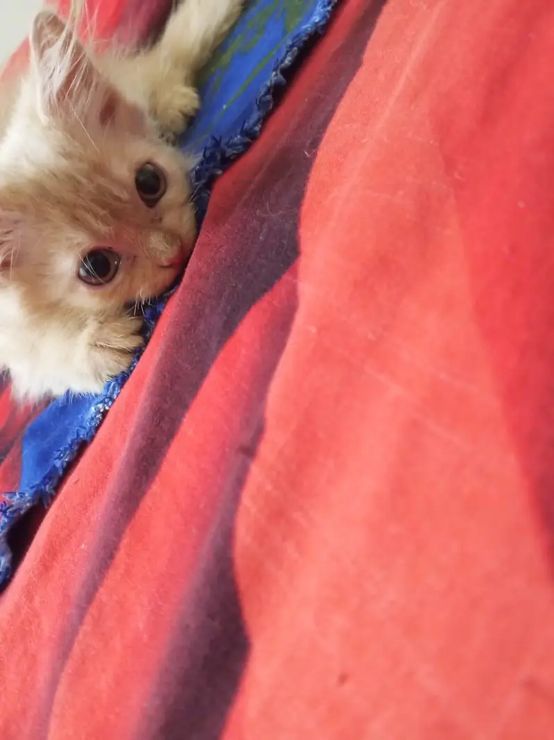 2 persian cats — photo 3