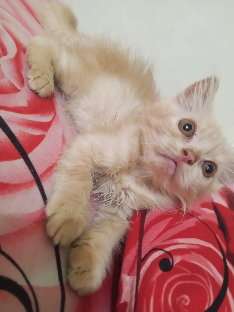 2 persian cats — photo 6